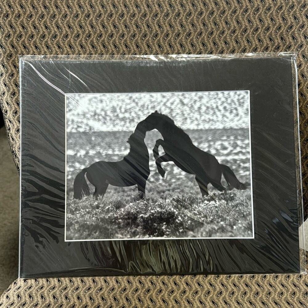 Fresh Snow Frolie wild horse photo Fernley NV 2012 8x12 western southwestern